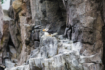Atlantic puffins, seabirds in the Oceanarium of Lisbon