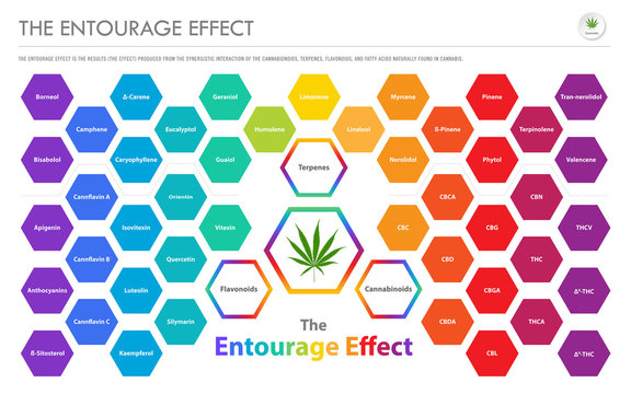 The Entourage Effect Overview Horizontal Business Infographic Illustration About Cannabis As Herbal Alternative Medicine And Chemical Therapy, Healthcare And Medical Science Vector.