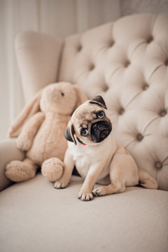 Portrait Of Beautiful Female Puppy Pug Dog In Home.