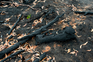Australian bushfire aftermath: burnt eucalyptus trees damaged by wildfire, black sole and a small green plant on the ashes