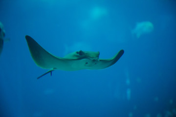Ray swimming in the giant aquarium of the Lisbon Oceanarium © JeanLuc Ichard