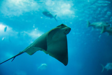Ray swimming in the giant aquarium of the Lisbon Oceanarium