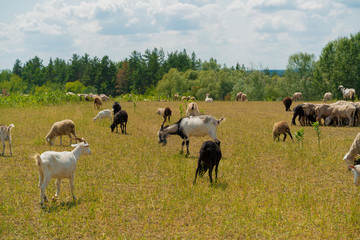 Obraz premium Goats and sheep flock peacefully feeding in meadow on sunny day. Agriculture concept, color image, close up