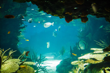Fototapeta na wymiar fishes swimming in a giant aquarium