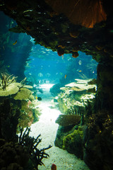 fishes swimming in a giant aquarium
