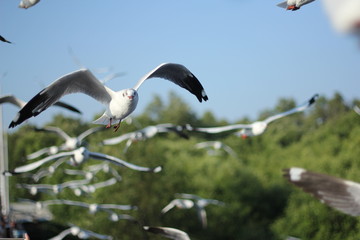 Seagull