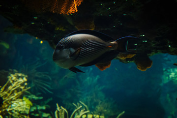 Fototapeta premium Sohal surgeonfish swimming in the Lisbon Oceanarium