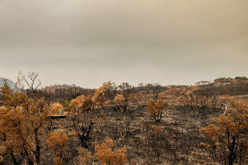 Australian bushfires aftermath: scorched earth after the grassfire and leaves which became orange...