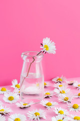 Spring composition with daisies on a light pink background