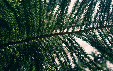 fern in the forest