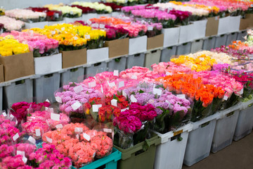 Multi-colored roses red, pink, yellow, white, orange. Wholesale floristic base, shop with flowers for Valentine's Day on February 14 or International Women's Day on March 8.