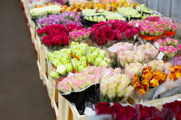 Multi-colored roses red, pink, yellow, white, orange. Wholesale floristic base, shop with flowers for Valentine's Day on February 14 or International Women's Day on March 8.
