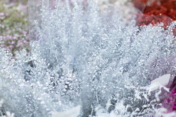 Silver branches of Limonium. Wholesale floristic base, shop with flowers for Valentine's Day on February 14 or International Women's Day on March 8.