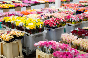 Fototapeta na wymiar Multi-colored roses red, pink, yellow, white, orange. Wholesale floristic base, shop with flowers for Valentine's Day on February 14 or International Women's Day on March 8.