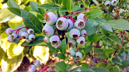 blueberry fruits ripening in the summer sun on a bush in the garden in the summer sun
