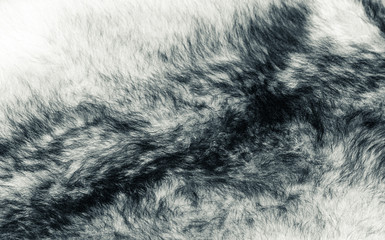 White wolf fur. A close-up. Art photo. The photo is toned.