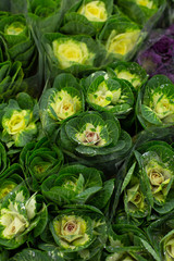 Fototapeta na wymiar Green decorative cabbage brassica coblanc. Wholesale floristic base, shop with flowers for Valentine's Day on February 14 or International Women's Day on March 8.