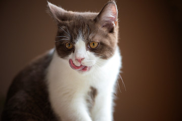 British Short hair cat with bright yellow eyes licking with tongue isolated on brown background