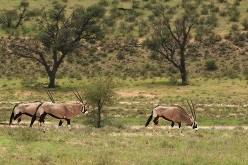 Fototapeta premium Herd of Gemsboks (Oryx gazela) staying in the green grass.