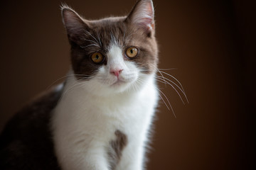 British Short hair cat with bright yellow eyes  isolated on brown background