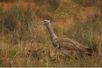 The kori bustard (Ardeotis kori) walking on red hot sand in Kalahari desert with green background.