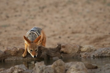 Black-backed Jackal (Canis mesomelas) drinking water at waterhole in Kalahari desert.
