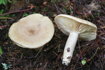 Lactarius pyrogalus, known as fire-milk lactarius or fiery milkcap, wild mushroom from Finland