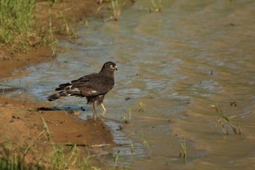 A black harrier (Circus maurus) sitting close to the waterhole and looking around.
