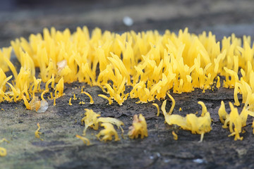 Calocera cornea, known as the Small Stagshorn fungus, wild mushroom from Finland