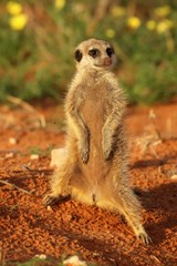 Fototapeta premium Meerkat (Suricata suricatta) Timon in Kalahari desert,