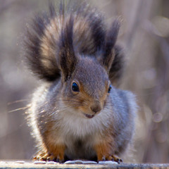 red squirrel in the National Park Elk Island