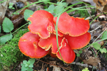 Hygrocybe punicea, known as Crimson waxcap or Scarlet Waxy Cap, wild mushrooms from Finland