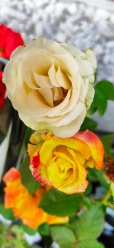 a view of two beautiful white and yellow colored roses that are good selin this rose is often found anywhere because it is often made into ornamental plants