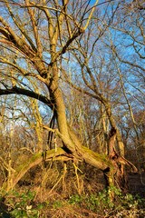 Ein bizarrer, abgestorbener Baum in der Nachmittagssonne