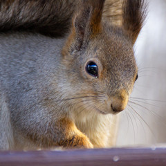 red squirrel in the National Park Elk Island