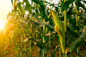 Corn or miaze field garden agriculture in countryside