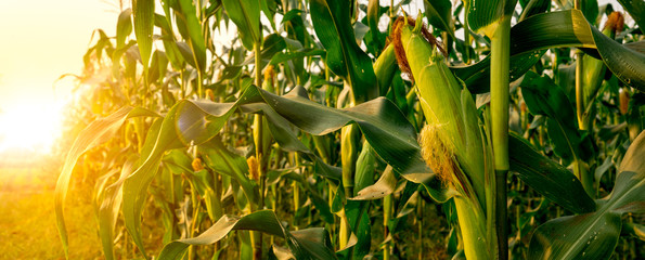 Corn or miaze field garden agriculture in countryside
