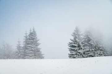 Christmas landscape. Winter nature, white edit space,