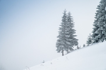 Christmas tree in winter nature. White edit space. High Quality photo