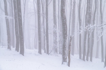 Trees in white winter forest, winter background, edit space