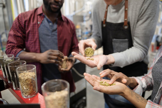 Brewers examining hops in distillery