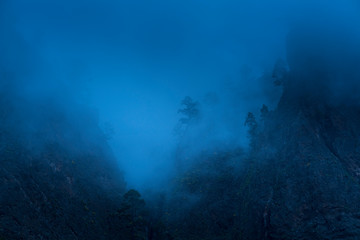 Roque, Fog and Canary Island pine forest, La Cumbrecita, Caldera de Taburiente National Park, Island of La Palma, Canary Islands, Spain, Europe