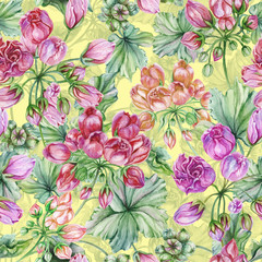 Beautiful floral background with tulip-flowered pelargoniums flowers and leaves. Geranium flowers. Seamless botanical pattern. Watercolor painting. Hand painted floral illustration.