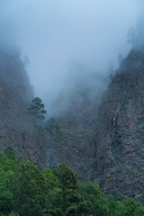 Fototapeta na wymiar Roque, Fog and Canary Island pine forest, La Cumbrecita, Caldera de Taburiente National Park, Island of La Palma, Canary Islands, Spain, Europe