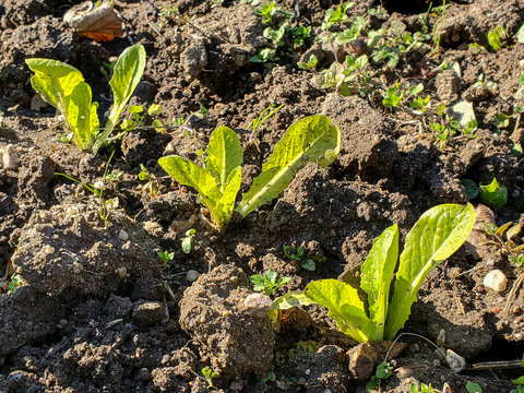 Genuine farming lattuce salad cultivation in cilento, italy,bio agriculture 