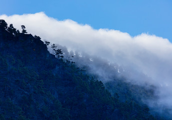 Roques, Fog and Canary Island pine forest, La Cumbrecita, Caldera de Taburiente National Park, Island of La Palma, Canary Islands, Spain, Europe