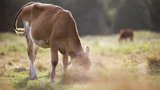 Domestic cow grazing on farm pasture with green grass.