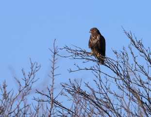 Common buzzard perched on a tree