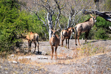 Naklejka na ściany i meble A small group of roan antelops in Chobe National Park