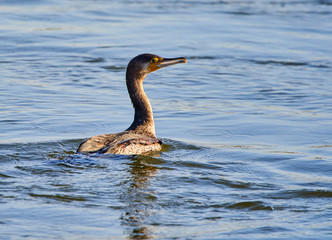 Great cormorant (Phalacrocorax carbo)